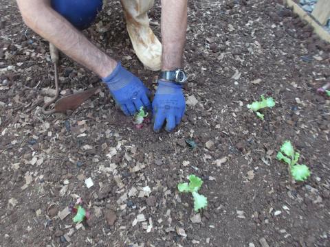 Passagem das sementeiras para a horta.